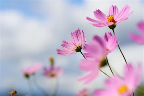 Cosmos Flor Flores Silvestres Foto Gratis En Pixabay