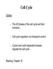 Understanding The Cell Cycle Phases And Regulation Course Hero