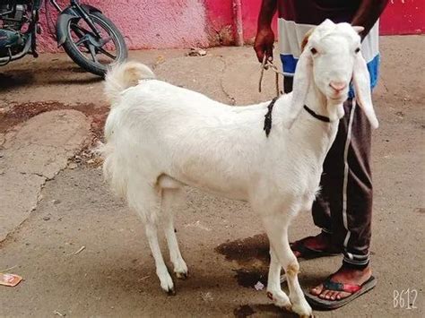 White Sojat Goat Female At Rs Kg In Nagaur Id