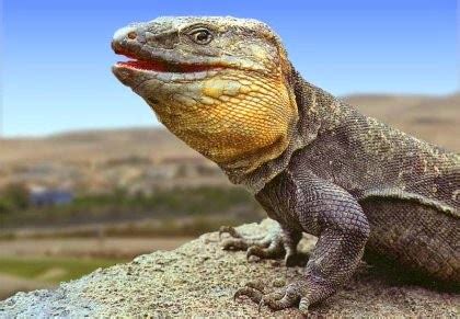 La Gaveta De Aguere El Lagarto Gigante De La Gomera