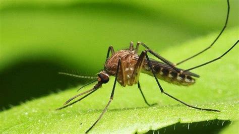 Sederet Tanaman Ini Bisa Usir Nyamuk Di Rumah Tidak Perlu Pakai Bahan