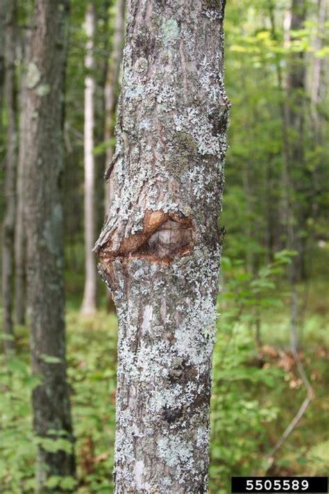 Sugar Maple Borer Glycobius Speciosus