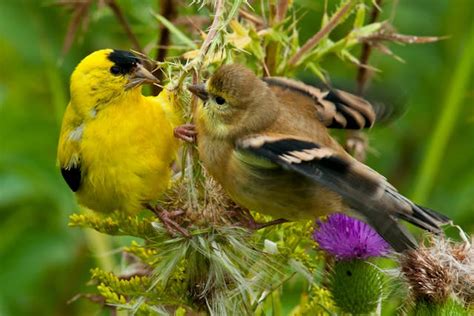 Sneezing and Nasal Discharge in Birds - Symptoms, Causes, Diagnosis, Treatment, Recovery ...