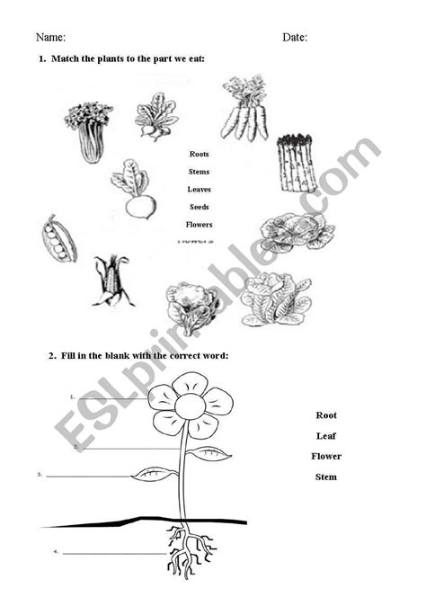 Plants Esl Worksheet By Victoriajr