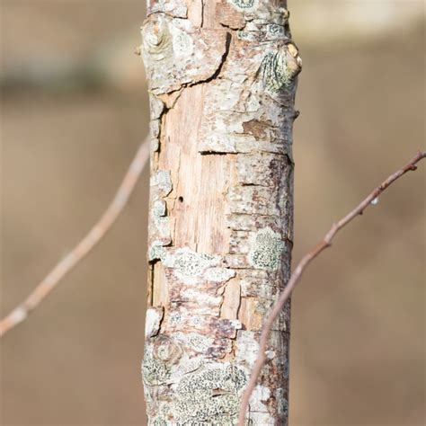 Is My Tree Dying Or Dead How To Tell And What You Could Do Pope Tree Service