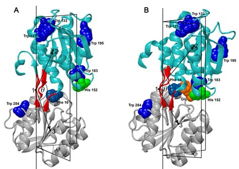 The 3d Structure Of D Glucosed Galactose Binding Protein Ggbp