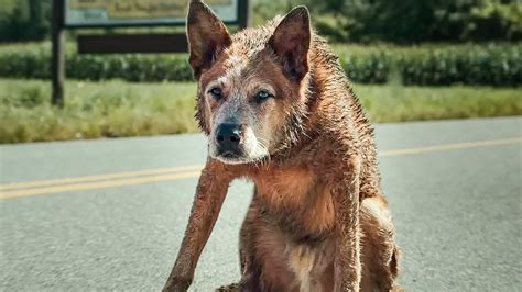 PET SEMATARY BLOODLINES Trailer 2023 Horror YouTube