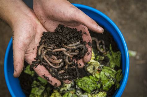 Manual De Vermicompostaje C Mo Hacer Vermicomposteras Y Humus De