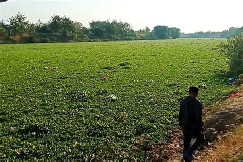 Foto Fenomena Eceng Gondok Tutupi Sungai Bengawan Solo Pakar ITS