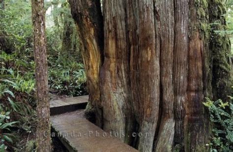 Pacific Rim Rainforest Vancouver Island - Photo & Travel Idea Canada