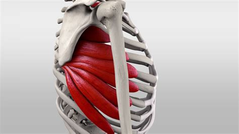 Musculus Serratus Anterior Doccheck