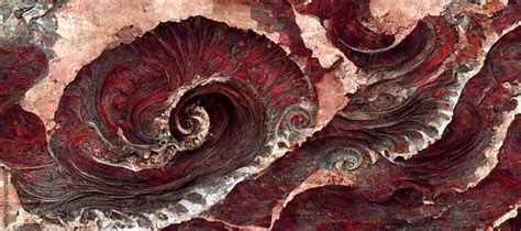 Fossilized Ammonite Sea Shell Spirals Embedded Into Dark Scarlet Red