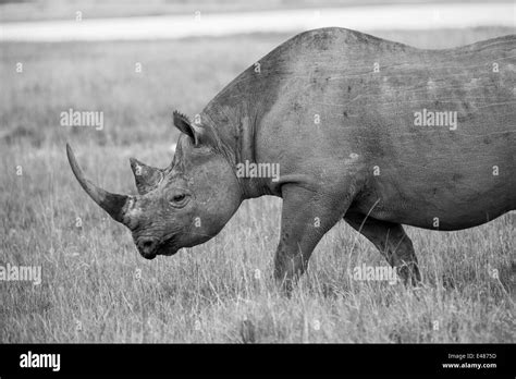 Rinoceronte Nero In Grave Pericolo Di Estinzione Foto E Immagini Stock