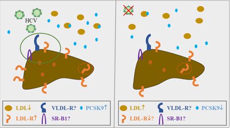 Figure 2 From Emerging Insights On The Diverse Roles Of Proprotein