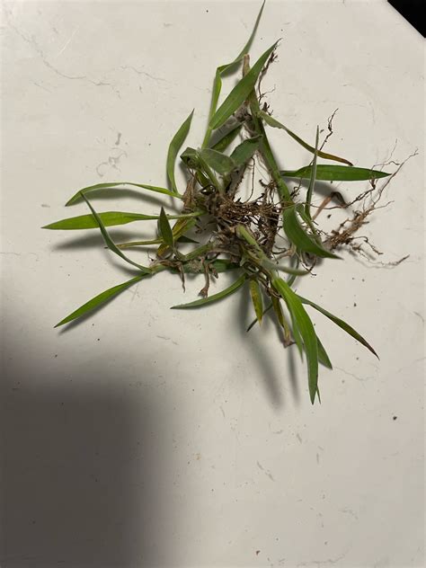How To Kill Summergrass Hairy Crabgrass Hairy Finger Gras