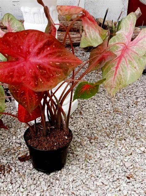 Caladium Plants Pita S Garden One Rare And Tropical Plants In Oak