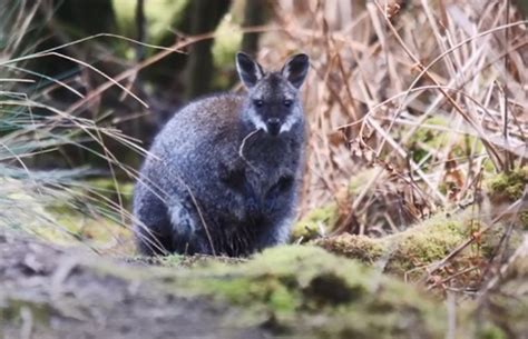 Watch Are Wild Wallabies Worth It 3fm Isle Of Man