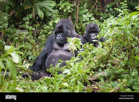 Berggorillas Gorilla Berengei Berengei Trekking Im Volcanoes