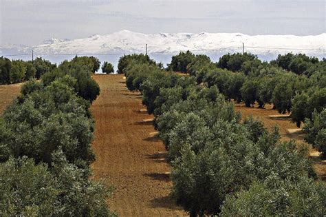 Olivar Intensivo O Superintensivo Diferencias Duroagro