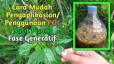 Cara Mudah Pengaplikasian Penggunaan Poc Dari Kulit Pisang Untuk Fase