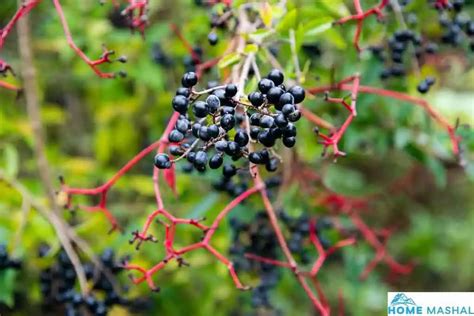 Top 14 Red Twig Dogwood Varieties (With Photos)