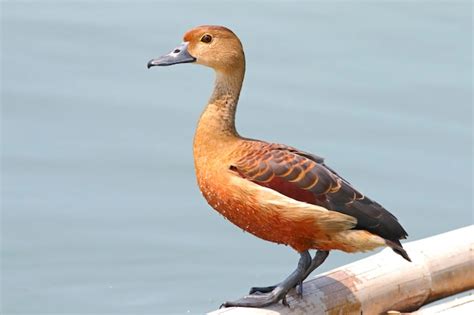 Pato Silbador Menor Dendrocygna Javanica Hermosas Aves De Tailandia