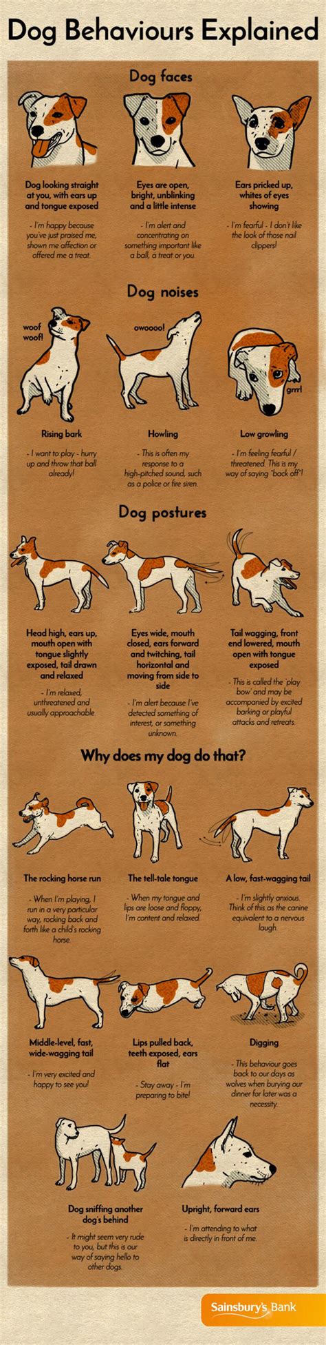 Dogs behavior explained : r/coolguides