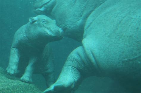 Berlin Zoo's new baby hippo