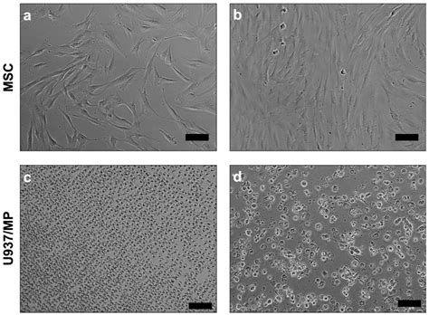 Ijms Free Full Text Influence Of Bone Substitutes On Mesenchymal