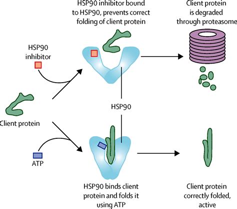 Inhibition Of Hsp90 Molecular Chaperones Moving Into The Clinic The