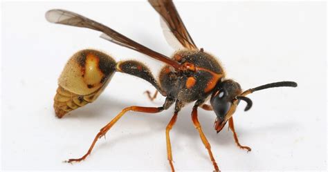 9 Hornet Facts: They Love Bees and Their Honey - Odd Facts