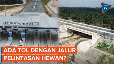 Jalan Tol Pekanbaru Dumai Punya Jalur Pelintasan Hewan YouTube