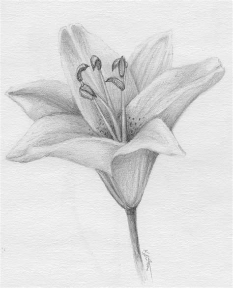 Lily Pencil Drawing at PaintingValley.com | Explore collection of Lily ...