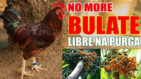 Goodbye Bulate Bunga Betel Nut Pamurga Sa Manok Farming