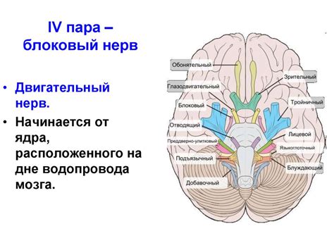 Черепные нервы - презентация онлайн
