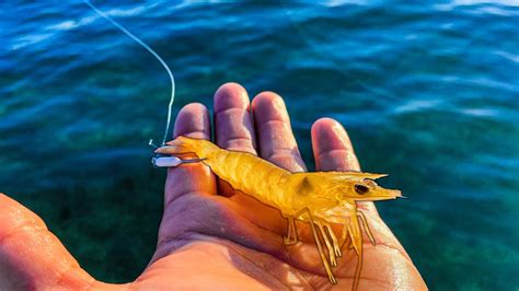 Multi Species Fishing With Live Shrimp In Clear Saltwater Youtube