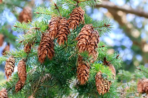 Douglas Fir Pseudotsuga Menziesii Conifers Cold Stream Farm