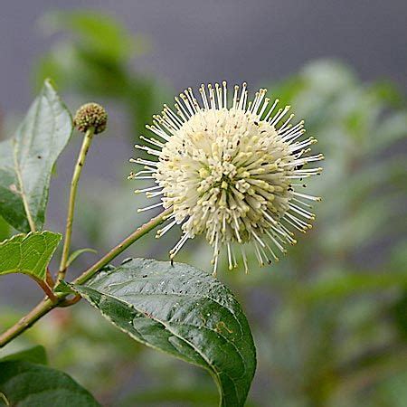 Buttonbush Excellent Pollinators Plant