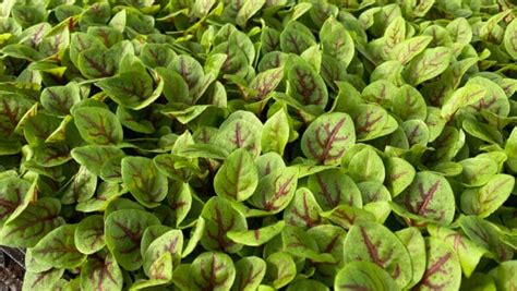 Buy Micro Cress Online Nurtured In Norfolk