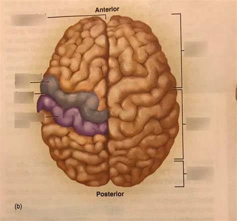 Motor Cortex Diagram Quizlet