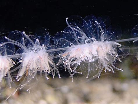 Hydrozoa - Alchetron, The Free Social Encyclopedia