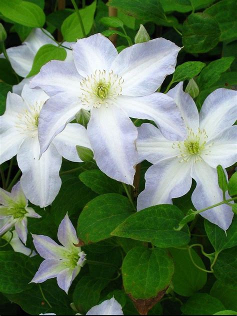 Klematis 'Yukikomachi' | Klematis, Blommor, Växter
