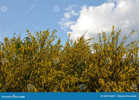 Common Broom Or Scotch Broom Cytisus Scoparius Stock Photo Image Of