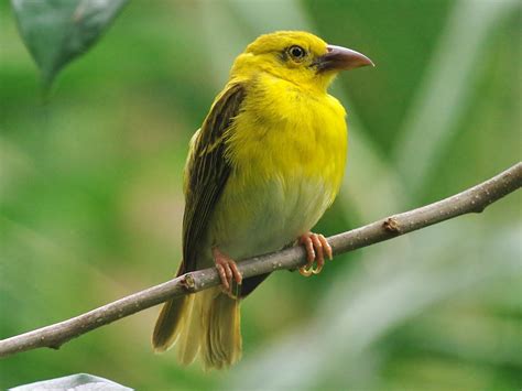 Principe Golden Weaver Ebird