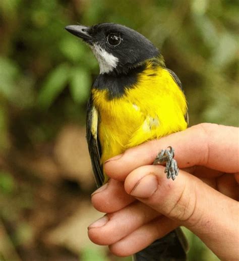 Dunia Hewan Dua Spesies Baru Burung Beracun Ditemukan Di Papua Semua