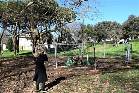 Clone De Bananeira Do S Culo Plantado Em Parque De Roma Isto