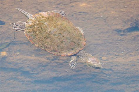 Saw Shelled Turtle In Australia 25932406 Stock Photo At Vecteezy