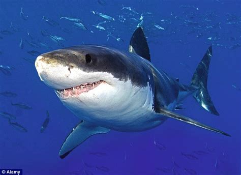 Shark Diver : Shark Diving : Swimming With Sharks: Forget Jaws! Sharks ...