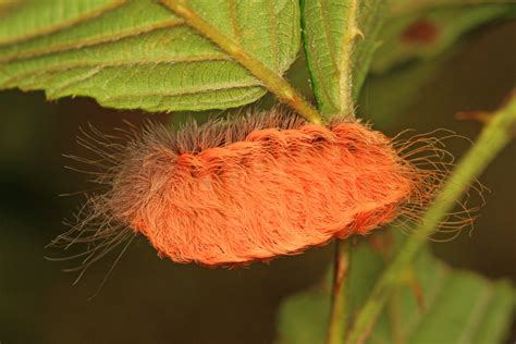 North American Caterpillar Identification Owlcation