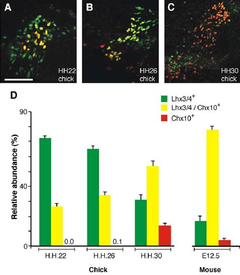 Dynamic Pattern Of Expression Of Lhx And Chx In Chick And Mouse